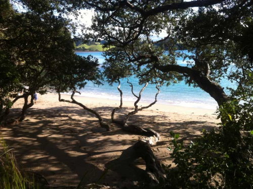 Matapouri Bay to Whale Bay Walkway